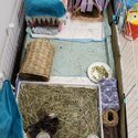 **Adopted**Rehoming 2 male guinea pigs to good home-0