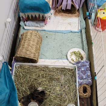 **Adopted**Rehoming 2 male guinea pigs to good home