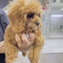 Pure bred cavapoo for sale-0