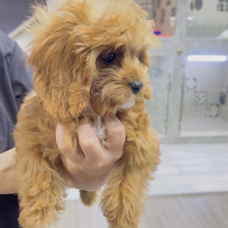 Pure bred cavapoo for sale