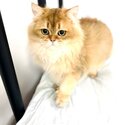 Pedigree British Long Hair Kitten Looking For New Home-4