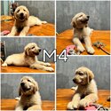 Adorable Golden Doodle puppies seeking loving homes! -2