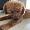 Cute Cavapoo for Rehoming-2