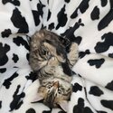 Adorable mixed breed Kittens available-3