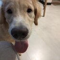 Friendly golden retriever -1