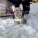 Top Quality imported Bloodline French Bulldog Puppies-1