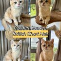 Female golden british shorthair for sale -0