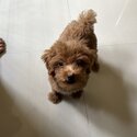 Male Maltipoo -2