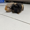 Moving out - Guinea pigs for sale-2