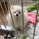 Mini Pom for sale -0