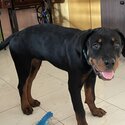 4 month old Rottweiler -2