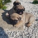 Purebred Fawn Pug  Puppies-0