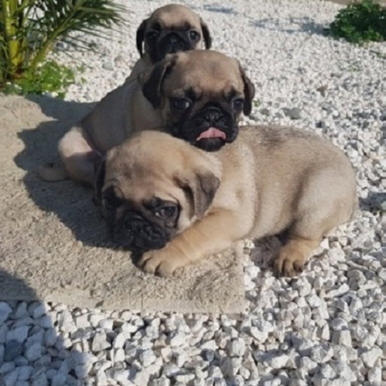 Purebred Fawn Pug  Puppies