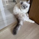 (RE-HOMED) Blue Lynx Bi-color Ragdoll -1