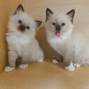 Beautiful Champion Ragdoll kittens-2