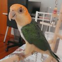 White belly caique for sale!-1