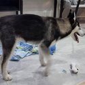 Young Husky Puppy to Rehome-3