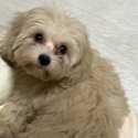 Puppy cavachon for sale-3