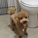 Rehome Maltipoo -0