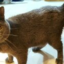 Pure Bred British Shorthair-4