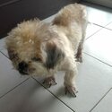 Urgent need to re-home my lovely dog Jun2024-0