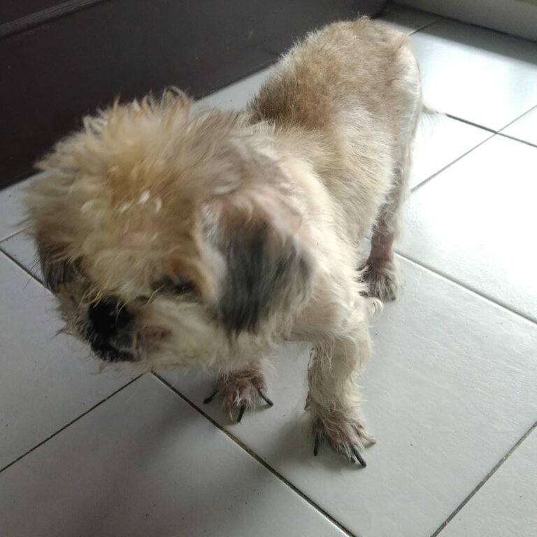 Urgent need to re-home my lovely dog Jun2024