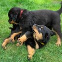 Beautiful male and female Rottweiler puppies available-1