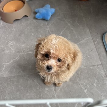 2 Months+ Maltipoo Puppy for Sale
