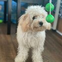 *Taken* Cavapoo Puppy 7 Month Old-4