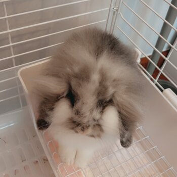 Holland lop & Lion head x lop for sale!