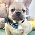 French bulldog puppies  WhatsApp: +60102795317-5