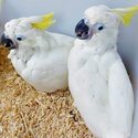 African grey And cockatoo Parrots for adoption male and female -3