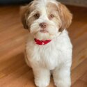 Shihtzu Puppies and Adults for adoption -2