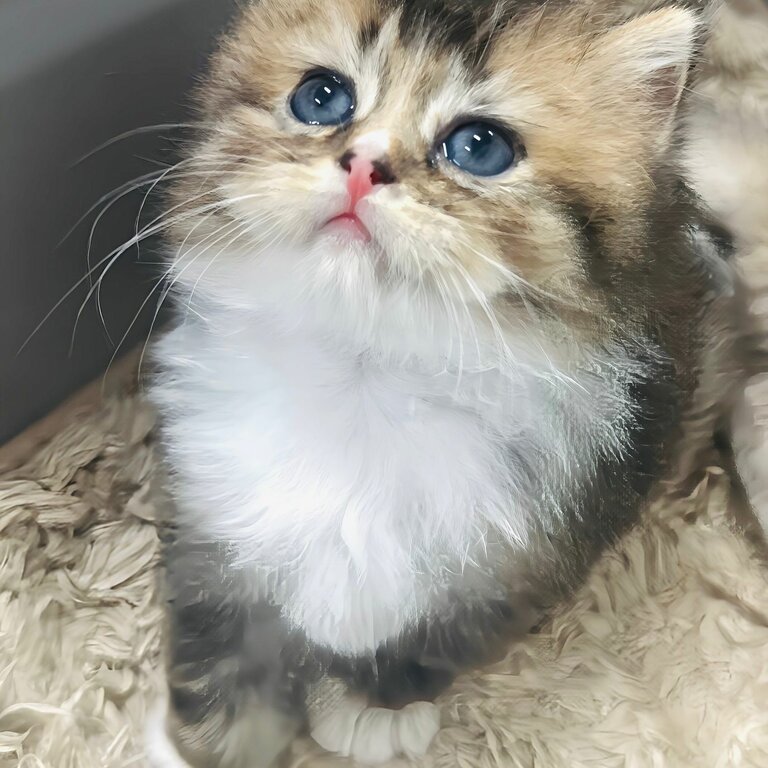 RARE!!! British Long Hair Kitten With White Glove