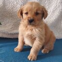 Golden Retriever Puppies and dogs for adoption email flylesly9@ gmail . com-3