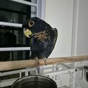 Bronze Winged Pionus-0