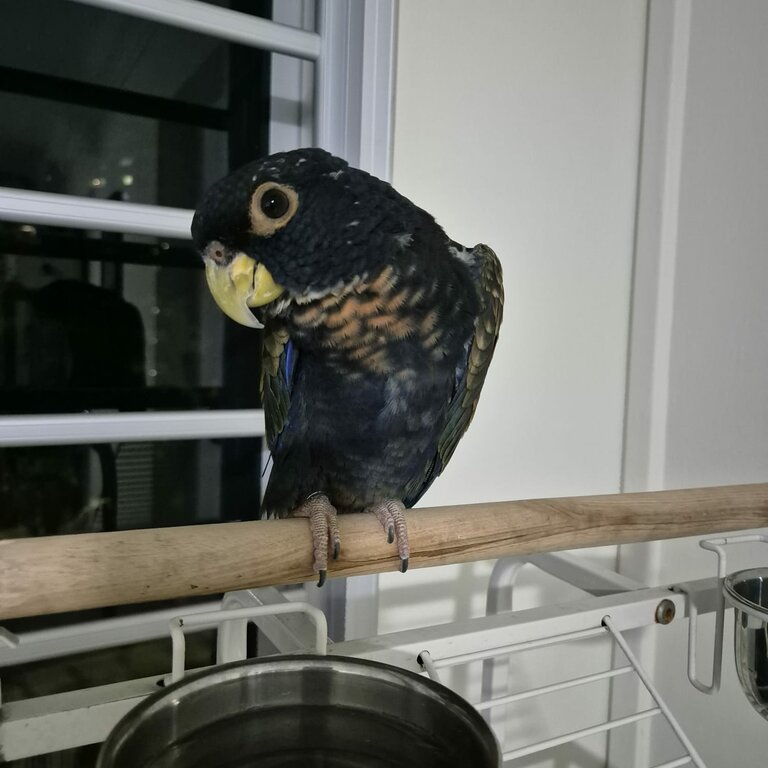 Bronze Winged Pionus