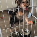 Morkie male for adoption -2