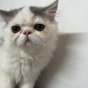 Persian kitten for sale-2