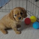 Cavalier king Charles Puppies males and females available now -2