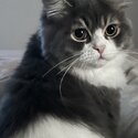 Rehome 7mo black white grey Ragamuffin super affectionate and loving-1