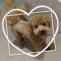 Rehome Maltipoo -1