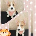 Corgi for sell-0