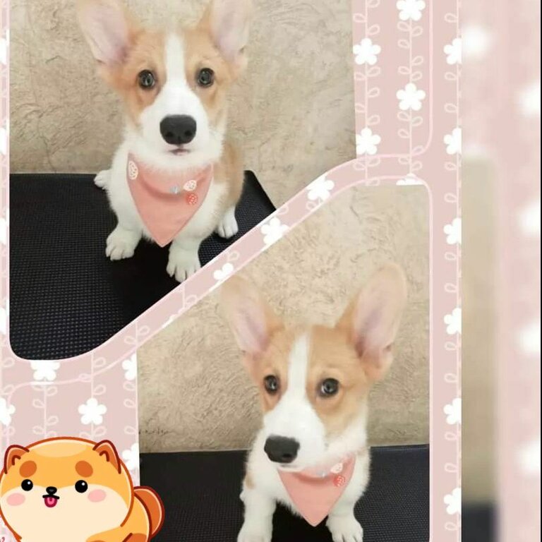 Corgi for sell