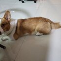 Young Corgi male -2