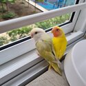 Lovebird pair-2