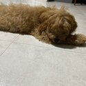 [URGENT] Selling Cavapoodle puppy-3