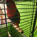 Red eclectus for sale -0