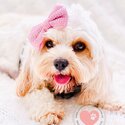 Adorable Cavoodle/Cavapoo Puppies from Australia - DNA tested parents | Expression of interest-3