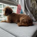 Cute Cavapoo for Rehoming-3